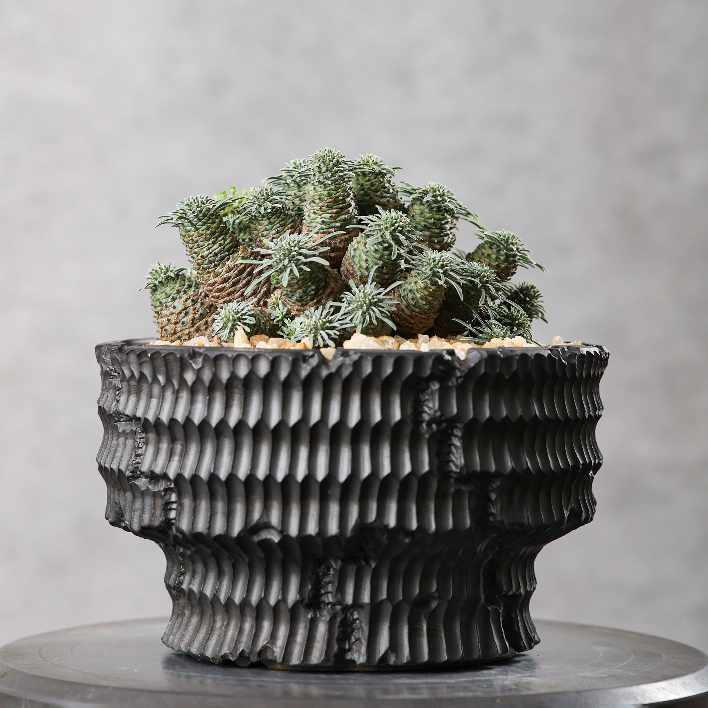 实生豆干大戟阳台珍奇潮流块根