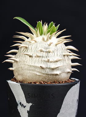 【朴原】象牙玉 Pachypodium eburneum 盆栽绿植阳台景观块根多肉