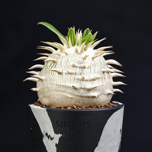 实生象牙玉潮流块根多肉盆栽植物