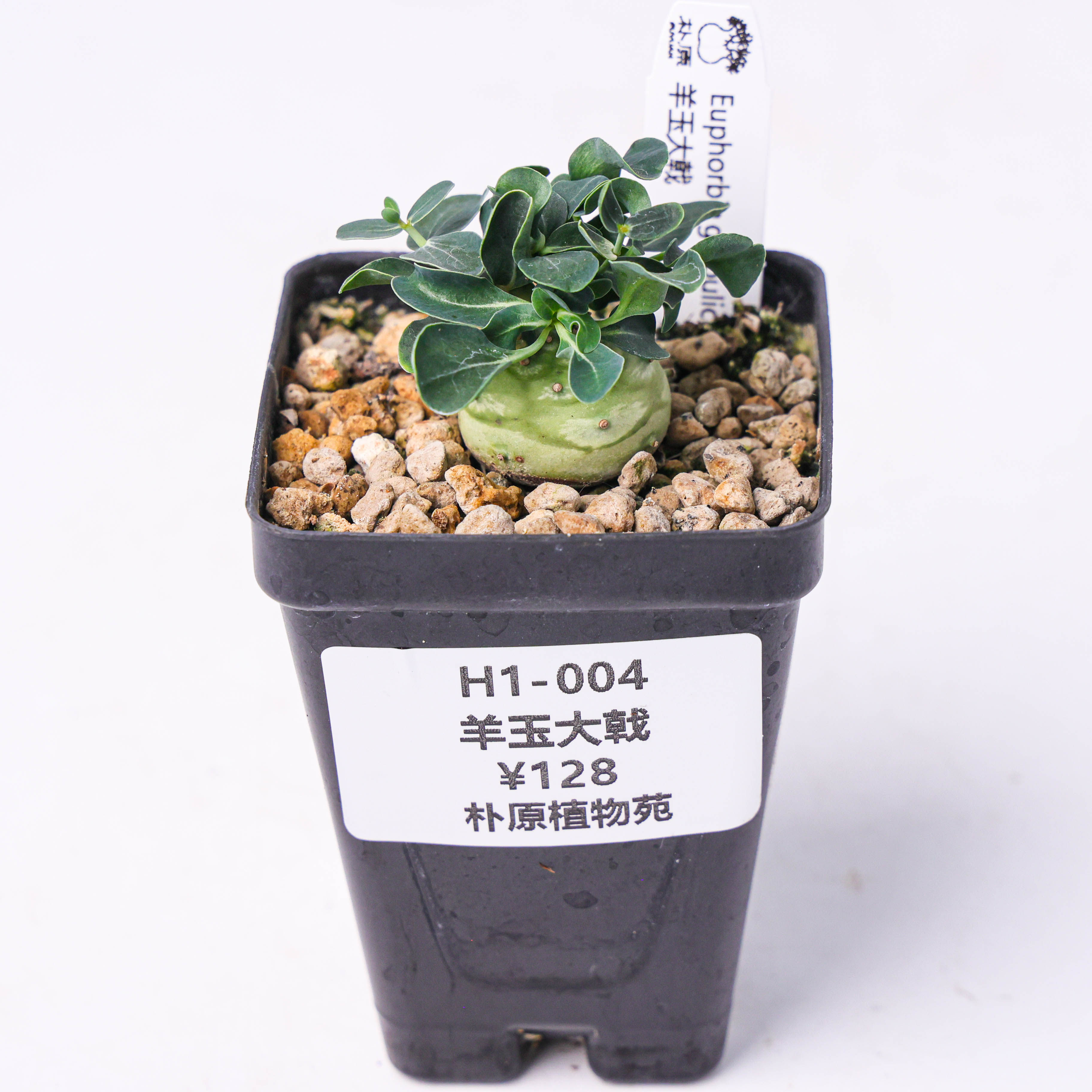 【朴原】羊玉大戟 Euphorbia globulicaulis潮流块根绿植盆栽大戟