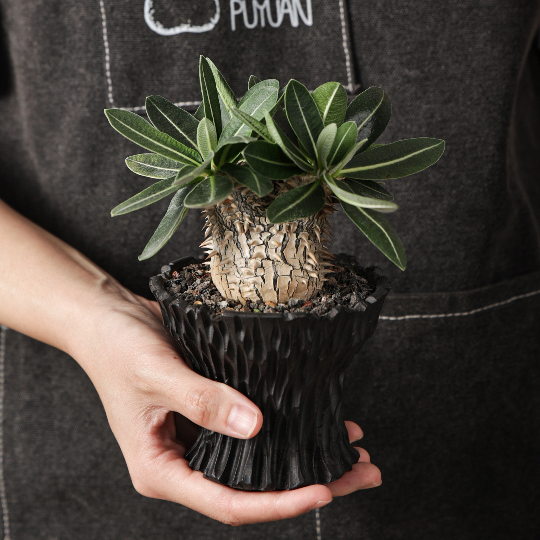 潮流块根惠比大黑珍奇植物多肉