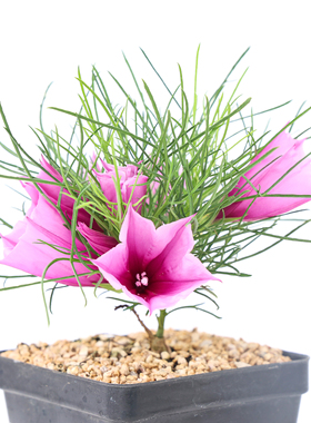 【朴原】新种牵牛 Ipomoea sp. nov. 赏花多肉块根粉花绿植盆栽