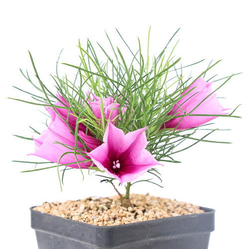 粉花绿植新种牵牛牵牛花盆栽多肉