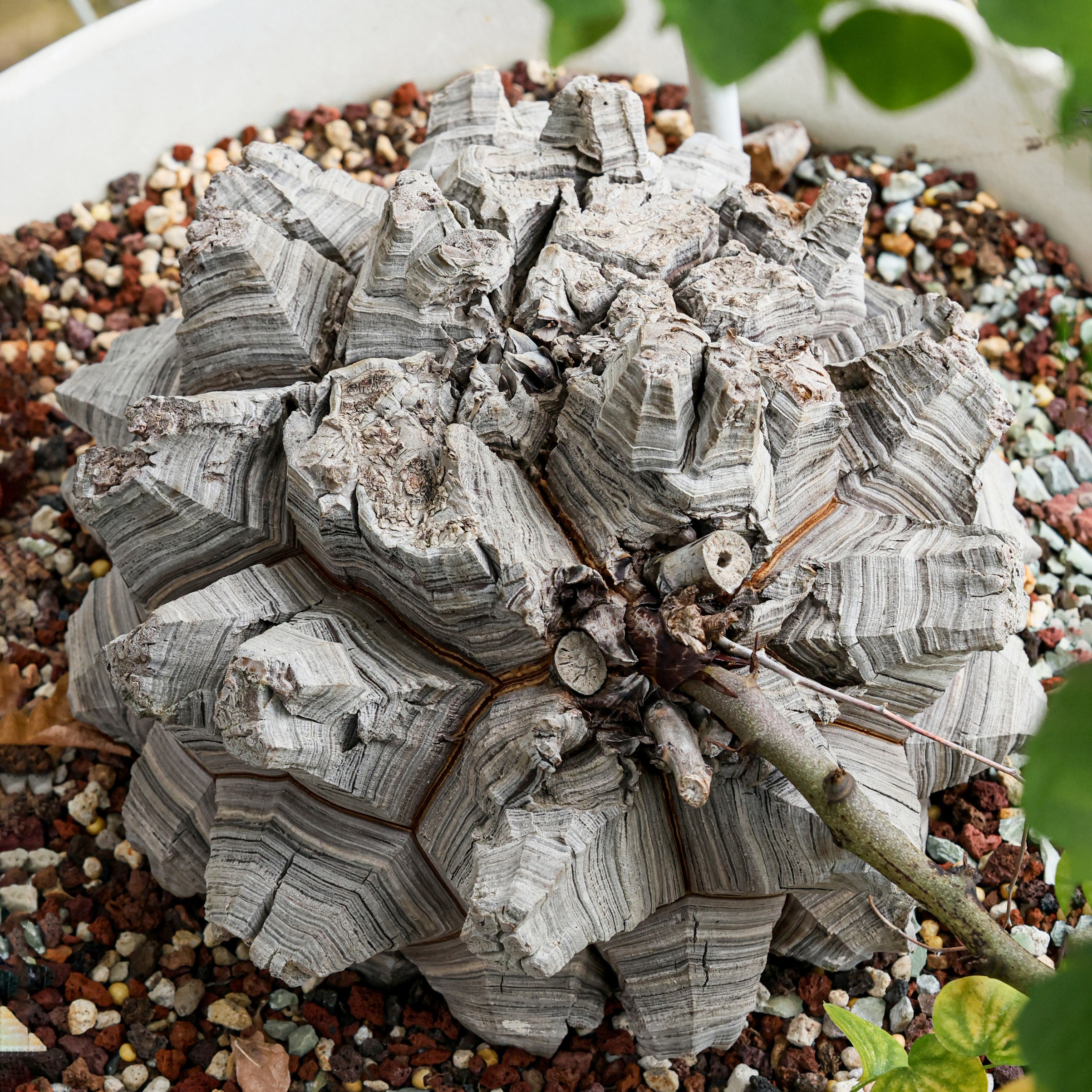 【朴原】南非龟甲龙 Dioscorea elephantipes 实生爬藤多肉植物
