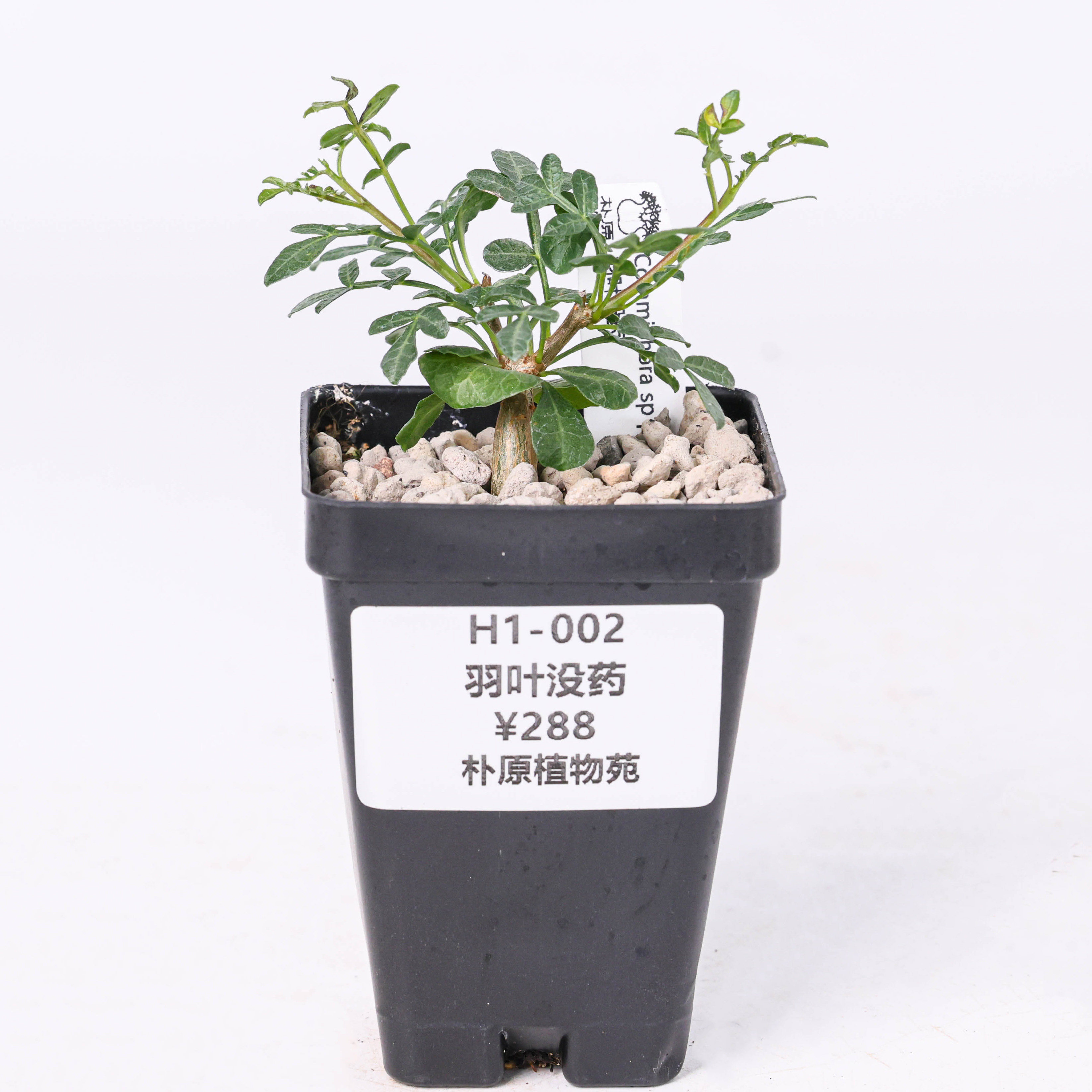 【朴原】羽叶没药Commiphora sp pinnate leafes珍奇块根盆景绿植