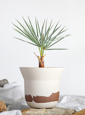 【朴原】银叶欧洲棕 Chamaerops humilis var. argentea