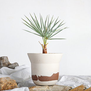 【朴原】银叶欧洲棕 Chamaerops humilis 'Cerifera' 盆景绿植物