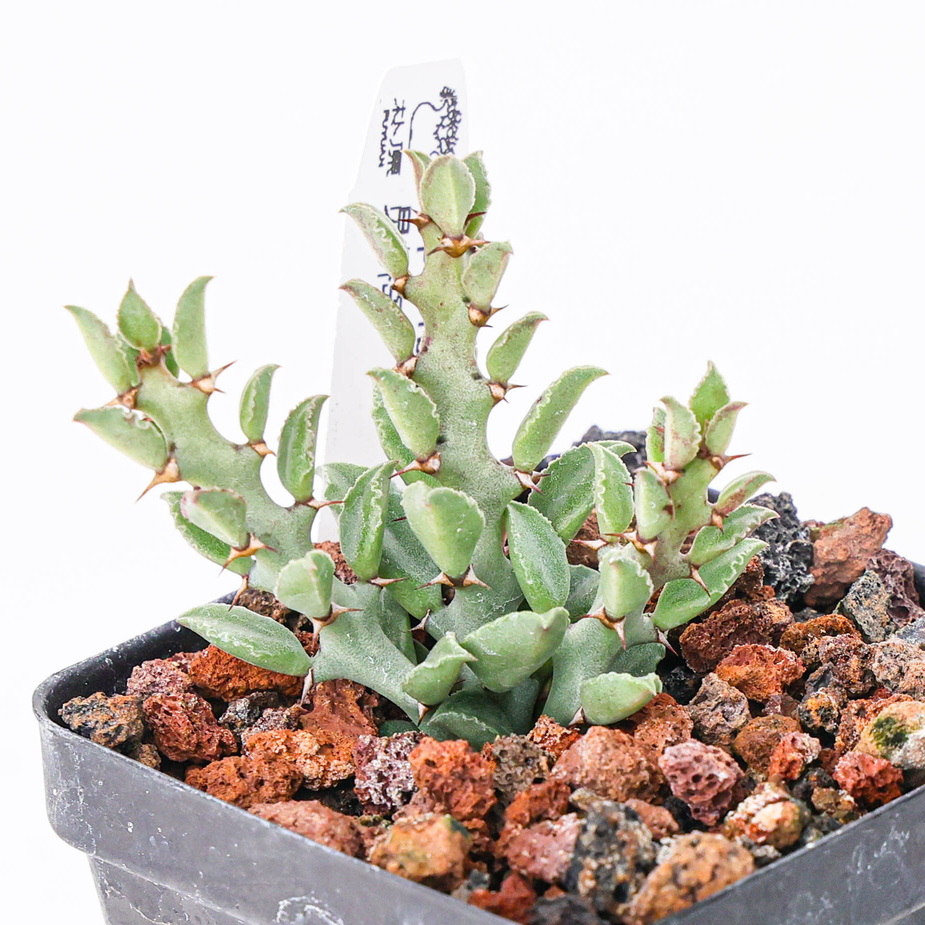 【朴原】员峤岛 Euphorbia mwilla 多肉盆栽阳台绿植潮流块根