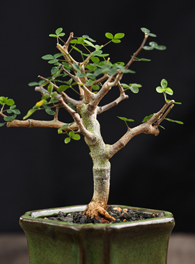 【朴原】波叶没药 Commiphora sinuata 珍奇块根盆景绿植