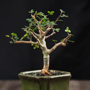 波叶没药橄榄科香味绿植潮流盆栽