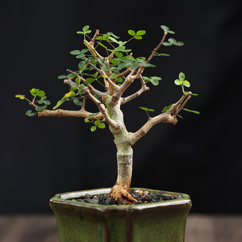 波叶没药橄榄科香味绿植潮流盆栽