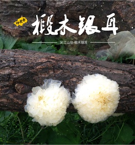 神农架野生椴木银耳干货白木耳雪耳丑耳150g包邮产地直销