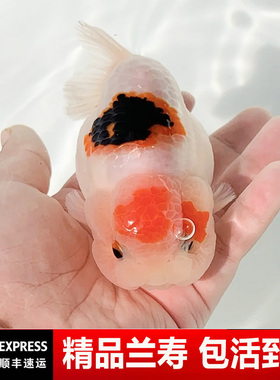 兰寿金鱼奶牛熊猫波妞玉兔精品幼苗冷水蓝寿麒麟潘氏小尾鱼苗DD