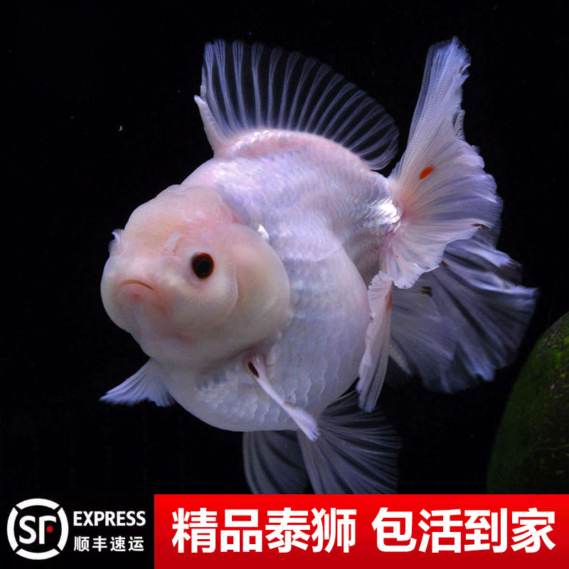 百褶泰狮金鱼精品活鱼进口鱼苗百褶裙黑观赏鱼熊猫元宝将军幼苗AA