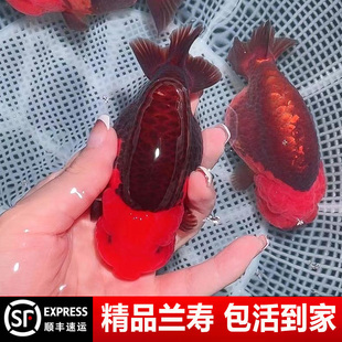 兰寿金鱼奶牛熊猫波妞玉兔精品幼苗冷水麒麟热带潘氏小尾鱼苗玉面