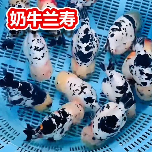 兰寿金鱼奶牛熊猫波妞玉兔精品幼苗冷水麒麟热带潘氏小尾鱼苗红白