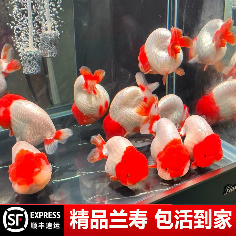 兰寿金鱼奶牛熊猫波妞玉兔精品幼苗冷水黑白热带潘氏热带小尾鱼苗