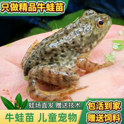 牛蛙活体蝌蚪宠物小牛蛙幼蛙小四脚饵料牛蛙苗水族宠物观赏活苗