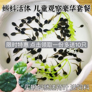 小蝌蚪活体青蛙牛蛙活苗大蝌蚪儿童观察套餐活体送饲料包活宠物