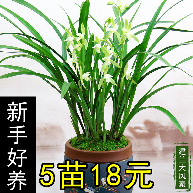 兰花四季兰浓香型当年开花