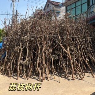 天然造型龙骨杆橱窗枯树装饰家居客厅白树枝干树枝荔枝树杆