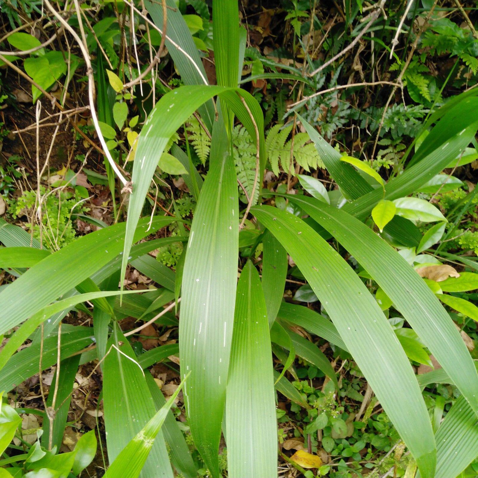新鲜棕叶狗尾草全草箬叶莩雏茅棕叶草中药材亦可绿植盆栽500g包邮
