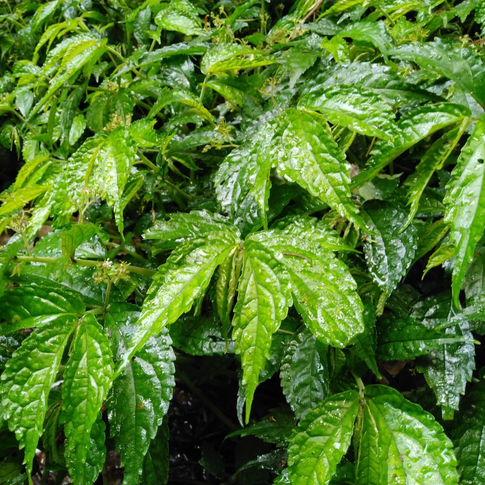 乡间中草药新鲜赤车使者岩下青坑兰拔血红乌梗子凤阳草冷坑青500g