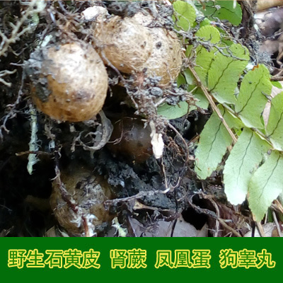深山野生新鲜石黄皮 肾蕨子凤凰蛋山狗睾丸 炖汤料中草药500g包邮