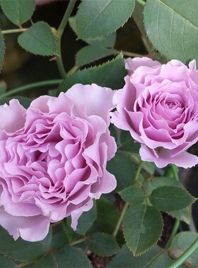 日本月季蜻蜓紫色波浪瓣浓香灌木盆栽多头丰花勤花仙气