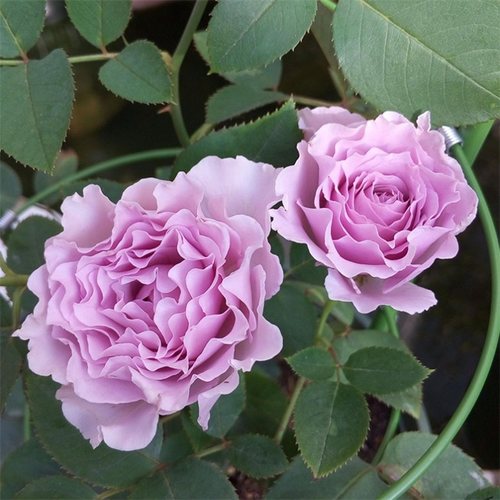 二师兄月季蜻蜓紫色波浪浓香盆栽