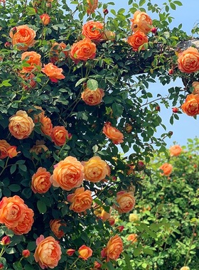 藤本月季小盆栽集合龙沙宝石蒂娜木香舍农索庭院楼顶篱笆拱门花墙