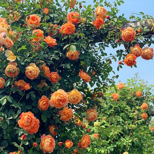 二师兄爬藤月季拱门花墙