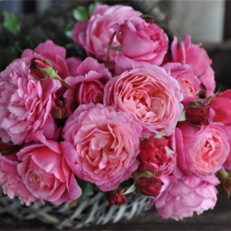 日本月季河本神仆天使非常抗病盆栽小苗