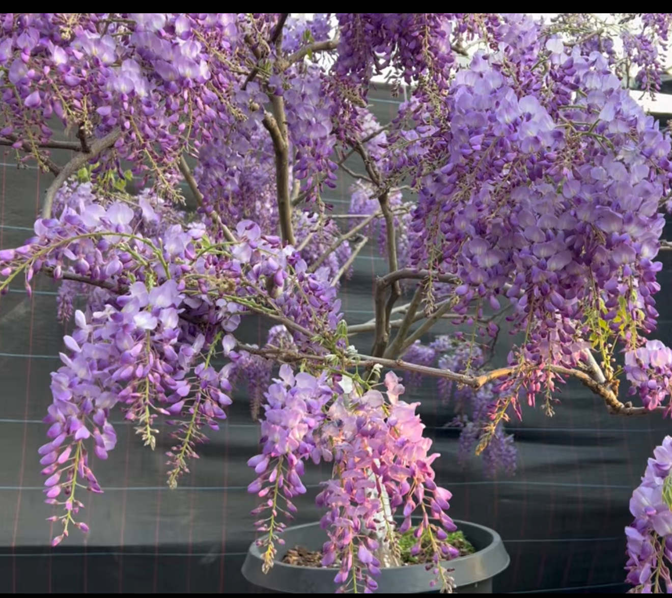 丰花紫藤花苗普罗旺斯紫水晶日本长穗紫藤罗萨久伊豆耐寒阳台庭院