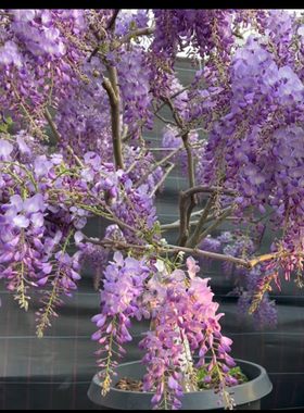 丰花紫藤花苗普罗旺斯紫水晶日本长穗紫藤罗萨久伊豆耐寒阳台庭院