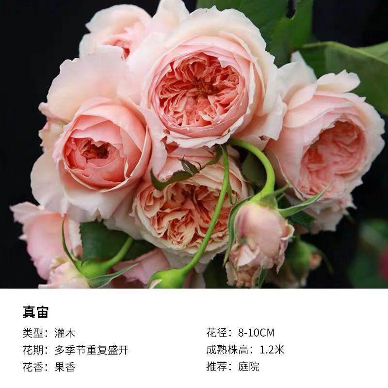 二师兄精典日本月季真宙直立切花耐热包子强果香中苗抗病耐热,鲜花速递/花卉仿真/绿植园艺,月季/蔷薇/玫瑰,淘宝优惠券,粉丝福利购,淘宝优惠卷