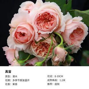 二师兄精典日本月季真宙直立切花耐热包子强果香中苗抗病耐热