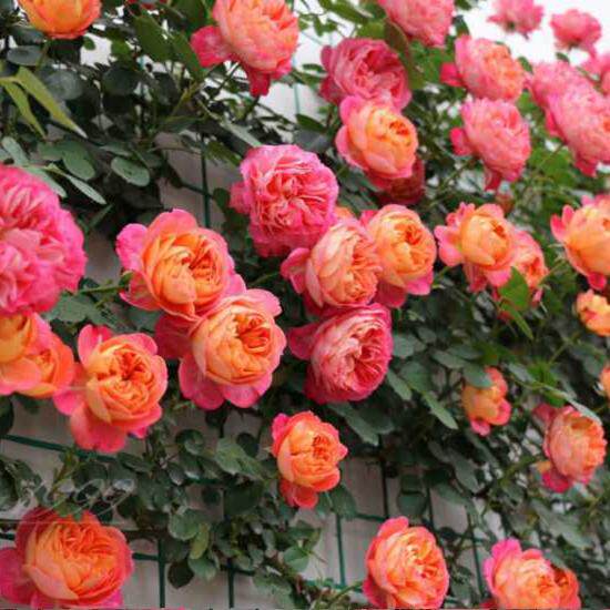 二师兄大型藤本月季藤本浪漫宝贝多季开爬藤快多刺蔷薇玫瑰花卉