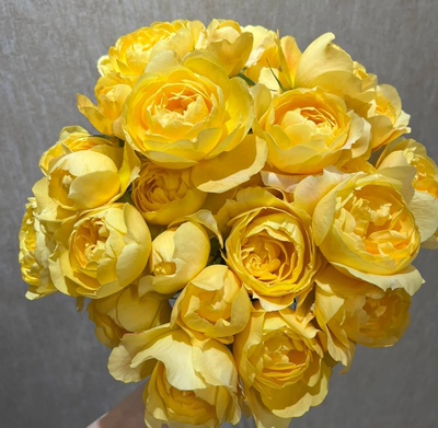 黄色果汁阳台月季丰花四季勤花