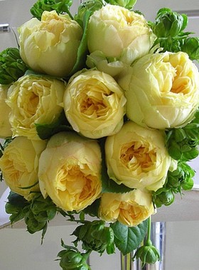 二师兄月季 金丝雀 Canary Rich，カナリアリッチ日本精典微月