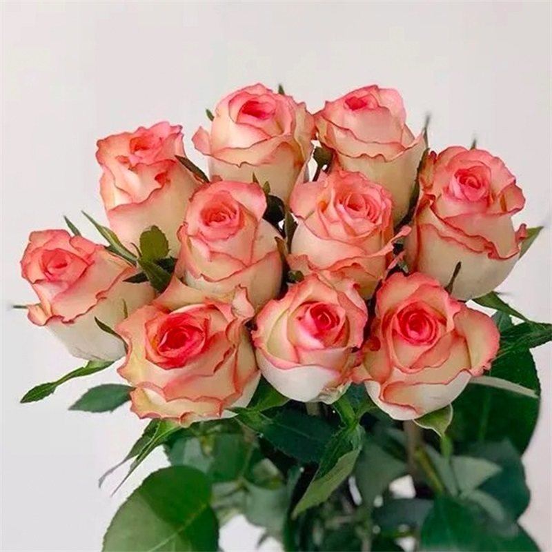 爱莎艾莎朱米莉亚切花月季庭院花园阳台盆栽