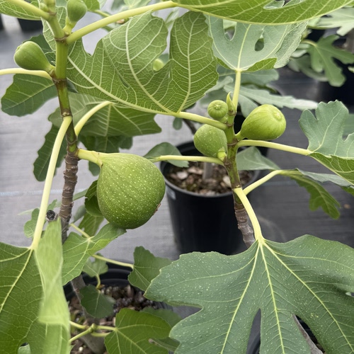 无花果树家庭园艺盆栽南方北方果大好养多年生易结果金傲芬格莱斯
