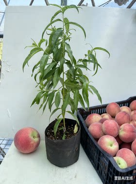 彩花涧台农7号桃甜脆多汁早熟水蜜桃锦绣黄桃树家庭园艺果树盆栽