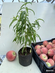 彩花涧台农7号桃甜脆多汁早熟水蜜桃锦绣黄桃树家庭园艺果树盆栽
