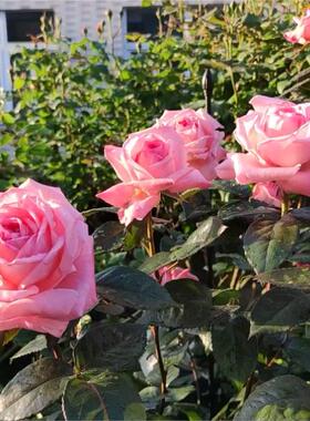 法版花宫娜灌木月季浓香大花抗性强耐热好花园庭院阳台四季盆栽