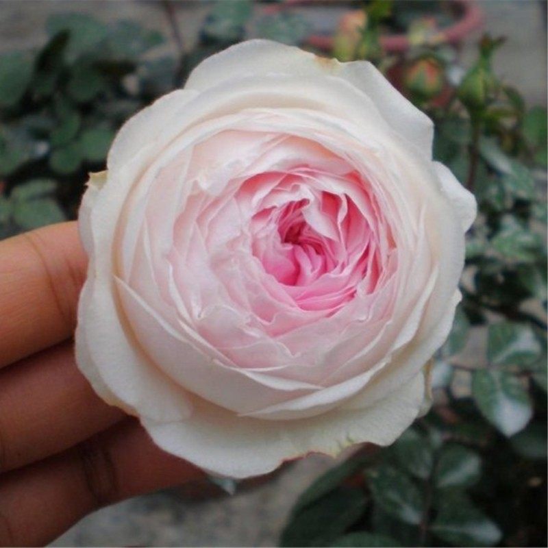 二师兄粉妆楼玉玲珑高抗古老月季直立淡粉色多头包子多季开花浓香