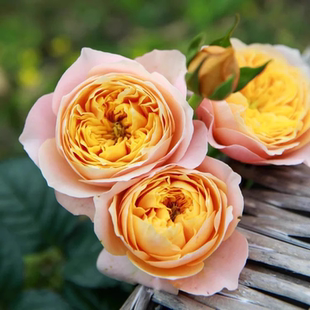 金色珊瑚心经典切花玫瑰花苗盆栽阳台庭院花园室外栽种