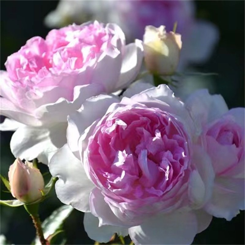 木村卓功玛莎月季粉色浓香灌木多季开勤花抗病庭院花园盆栽仙无刺,鲜花速递/花卉仿真/绿植园艺,月季/蔷薇/玫瑰,淘宝优惠券,粉丝福利购,淘宝优惠卷