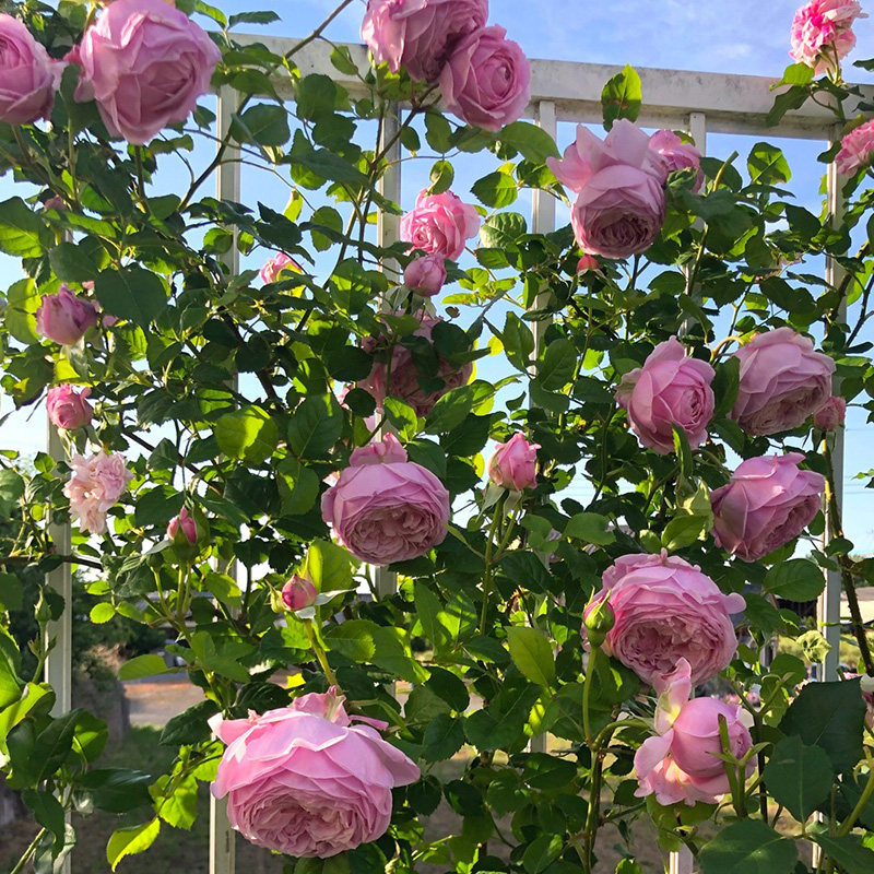 藤本月季自由精神大花浓香多季开长势快抗病好庭院爬藤花卉,鲜花速递/花卉仿真/绿植园艺,月季/蔷薇/玫瑰,淘宝优惠券,粉丝福利购,淘宝优惠卷