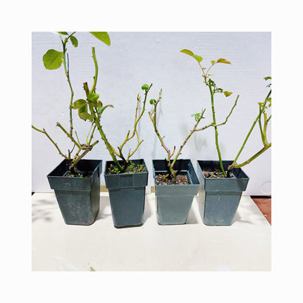 入冬月季p9盆栽扦插黑巴克戴维花宫娜露天落叶欧月